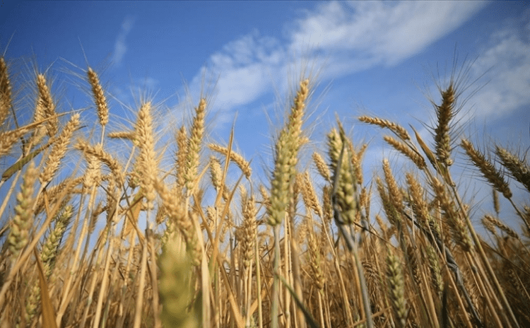 Rusya'nın Ukrayna'daki tahıl depolarına saldırıları buğday fiyatlarını da vurdu