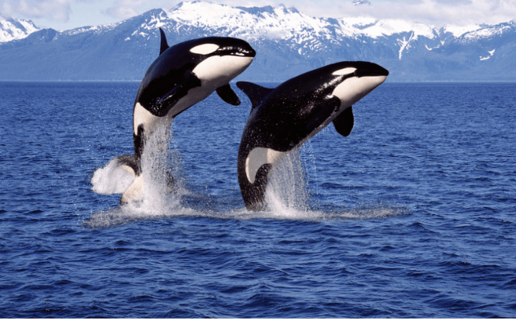 Menopoza giren dişi katil balinalar, erkek yavrularını kavgalardan koruyormuş