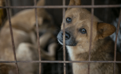 Güney Kore’de ‘köpek eti yasağı’ tartışması: Çiftçiler yaşlılar ölene kadar mühlet istiyor