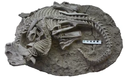 Bilimkurgu değil gerçek: Bu fosilde bir memeli, dinozoru ısırıyor