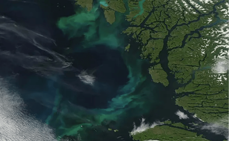 Araştırma: İklim değişikliği okyanusların renginin yeşile kaymasına neden oluyor