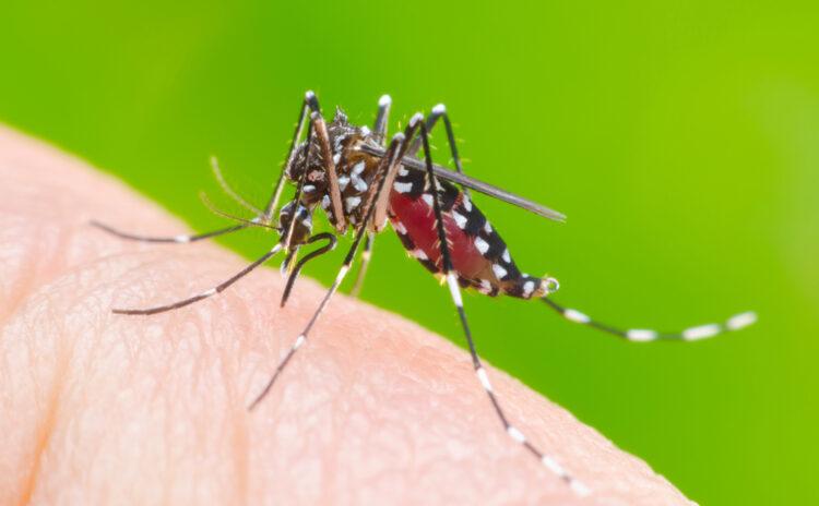 Asya kaplan sivrisineğini Türkiye'de ilk tespit eden Prof. Alten’e sorduk: Bir iyi, bir kötü haber var  