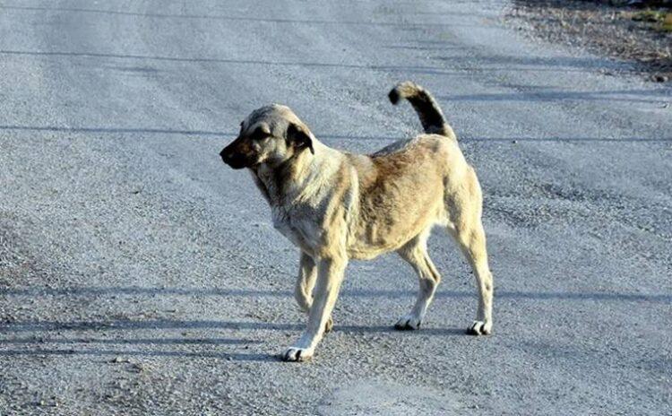 İstanbul Valiliği'nden 39 ilçeye ‘sokak köpeklerini toplayın’ talimatı