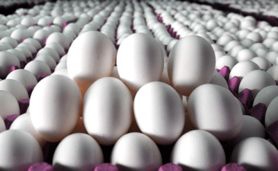 Tayvan Türkiye’den tazminat istiyor: Yumurtalarda kanserojen çıktı