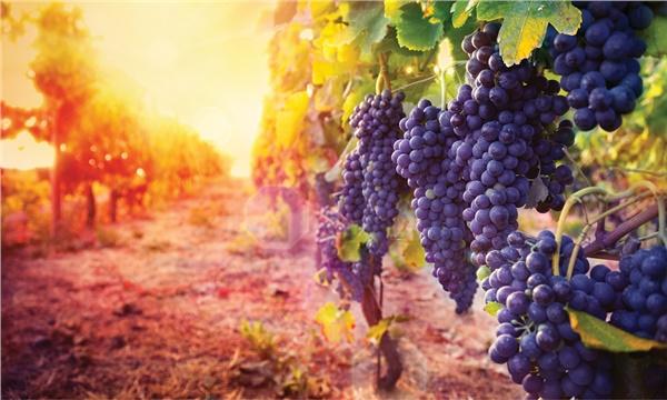 80 yıllık şarapçı Yazgan, kurtuluşu konkordato ilan etmekte buldu