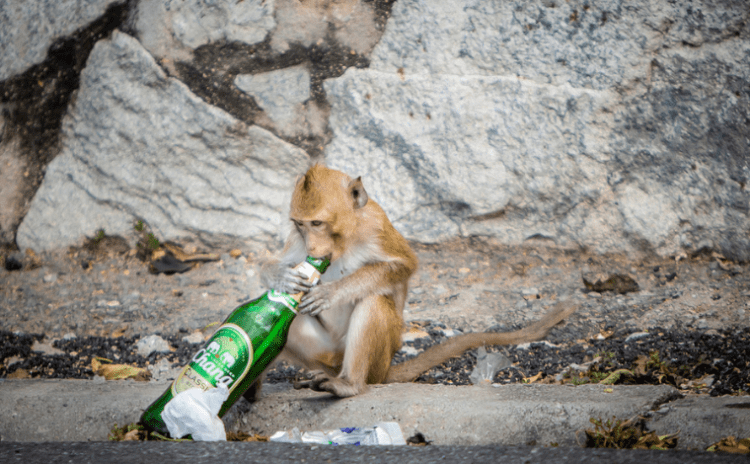 Maymunlarda denendi: Gen terapisi, alkol bağımlılığına çare olabilir