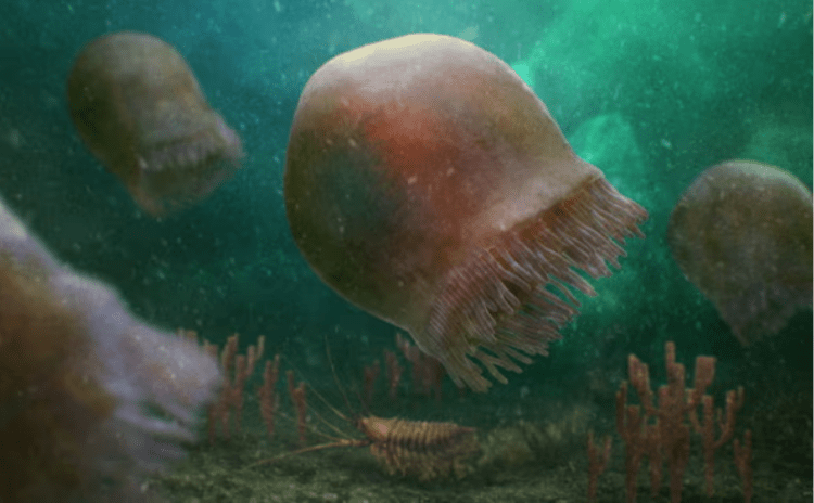 505 milyon yıllık denizanası fosili, şimdiye kadarki en eski örnek olabilir