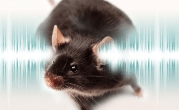 Bilim insanları, farelerde genetik bozukluktan kaynaklanan işitme kaybını tersine çevirmeyi başardı
