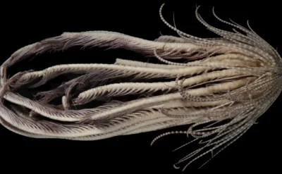 Bilimkurgu karakteri gibi: Karşınızda keşfedilen yeni deniz canlısı Promachocrinus fragarius, yani çilek