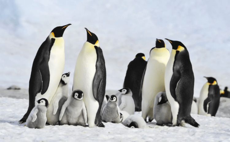 İklim krizi imparator penguenleri de vurdu: Geçen yıl binlerce yavru kaybetmişler