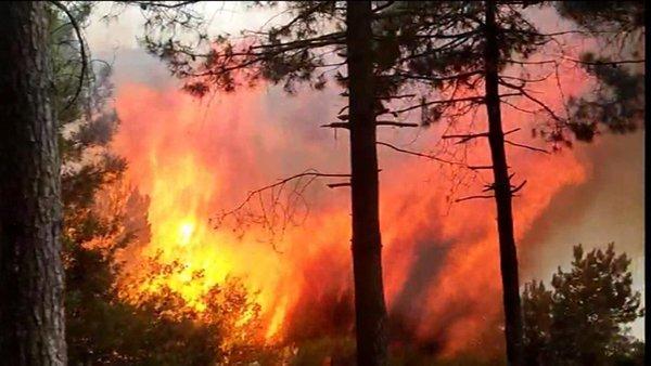İstanbul'daki orman yangınında sabotaj iddiası: 'Yakarak kaçtılar'