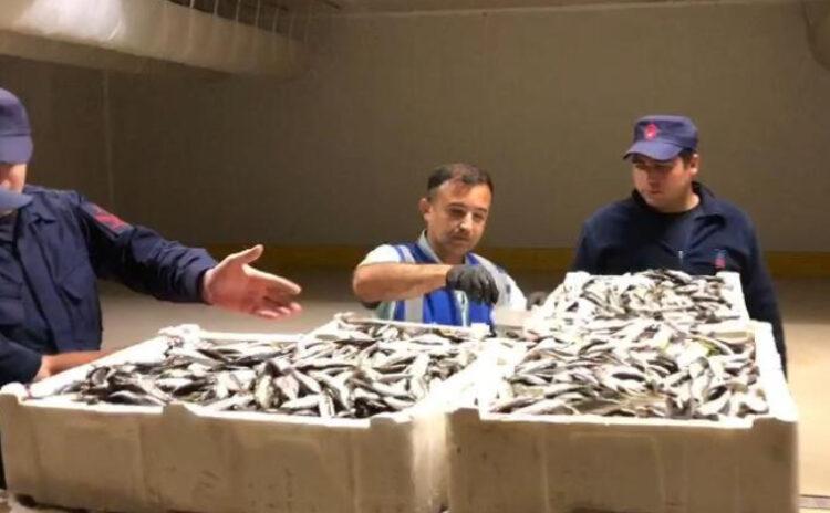 Balık boyu denetimine takıldılar: 30 ton istavrite el konuldu