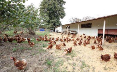 Üreticiyi hafife almadılar, yılda 35 milyon ‘gezen tavuk’ yumurtası üretiyorlar