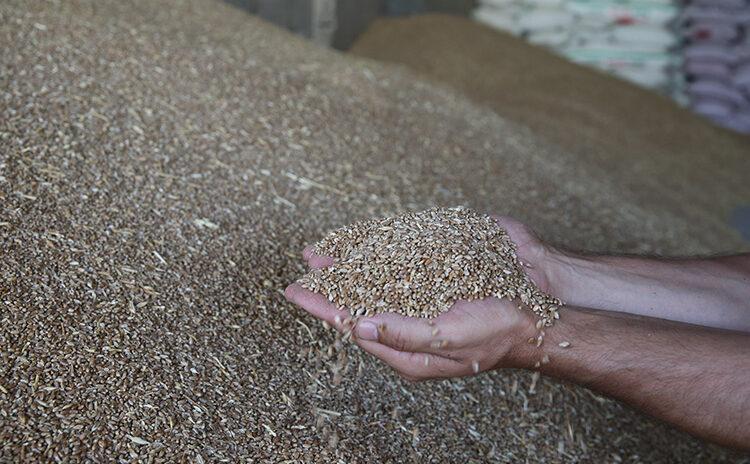 Kuraklığın vurduğu tarımdan bir iyi haber: Bahar yağışları buğday üretimini artırdı