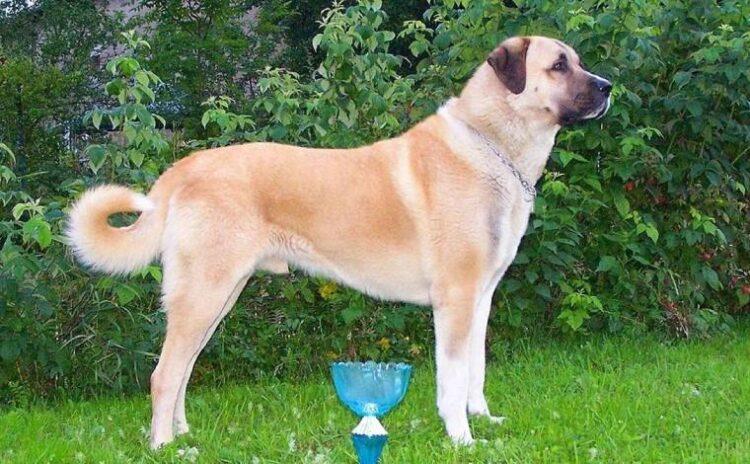 Kangal köpeklerinin eğitilebilirliği 'yapay zeka' ile ortaya çıkarılacak