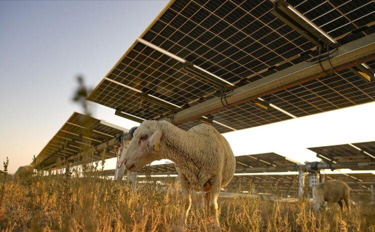 Güneş enerjisinde bir ilk: Hem insanlara hem hayvanlara hayat verecek