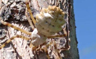 Dünyanın en zehirli örümceklerinden biri Malatya’da görüldü