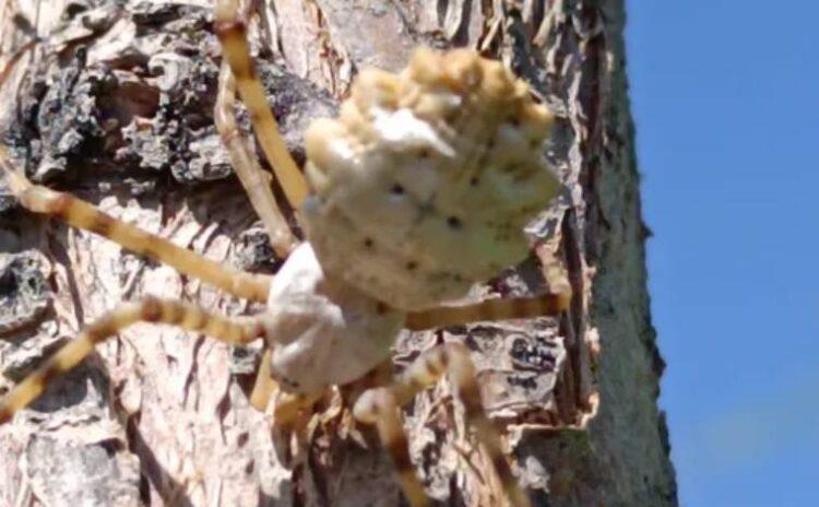 Dünyanın en zehirli örümceklerinden biri Malatya’da görüldü