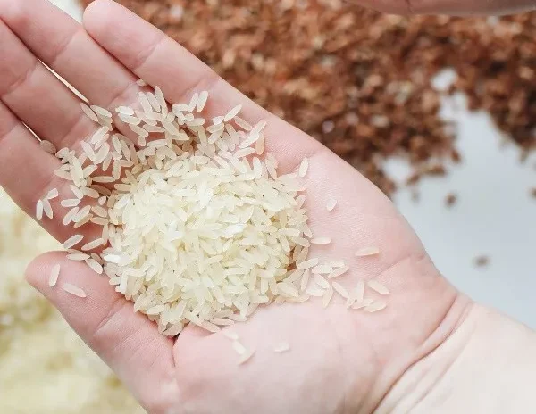 Üreticiyi sevindiren haber: Hasat yaklaşırken pirinç ithalatına gümrük vergisi geldi