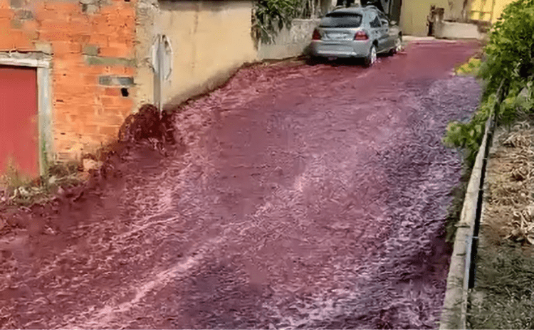 Portekiz köyünü şarap seli bastı