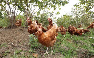 Bilim insanları tavukların genleriyle oynayarak gribe dirençli olmalarını sağladı