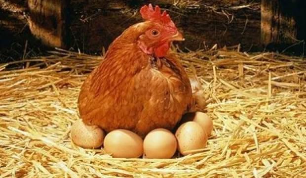 Yumurtacılara 'piyasaya az mal verdiniz, fiyat belirlediniz' cezası