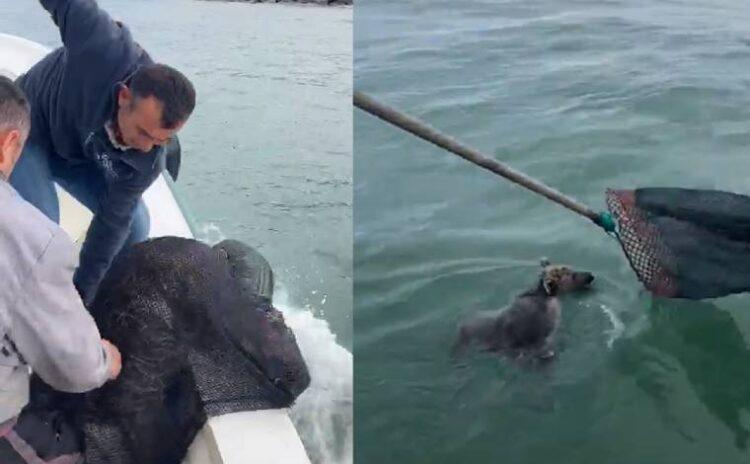 En sevimli kurtarma: Lüfer için denize açılan balıkçılar yavru ayı tuttu