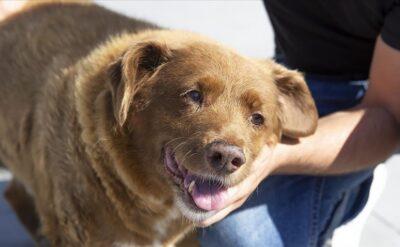 Dünyanın en yaşlı köpeği Bobi 31 yaşında öldü: Kardeşleri bir yaşını bile görememişti