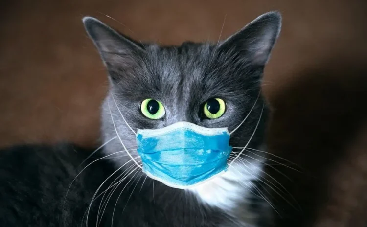 Prof. Dr. Uzlu: Koronavirüsün kedilerde görülme oranı yüzde 90'a yükseldi