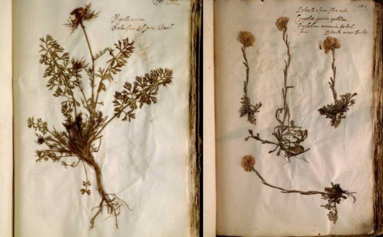 10'ca bilim arasından: 500 yıllık kurutulmuş çiçek koleksiyonu ve bize gösterdikleri