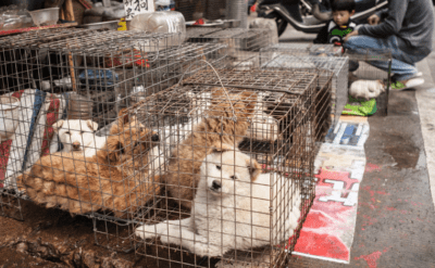 Güney Kore karıştı: ‘Köpek yensin’ diyenlere kötek