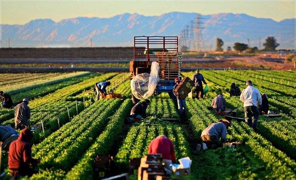 Tarım işçisi ithal etmesi gereken Türkiye şimdi işçi mi gönderecek?
