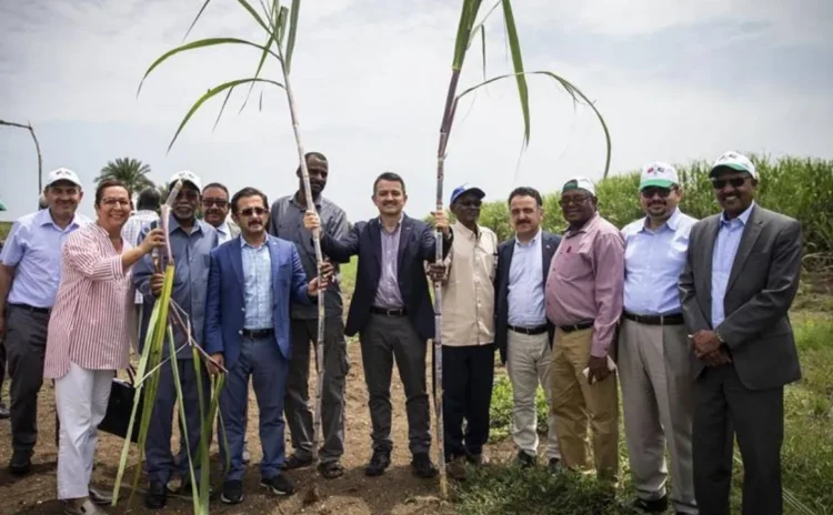 Sudan'da tarım macerası, üretim yapılmadan sona erdi