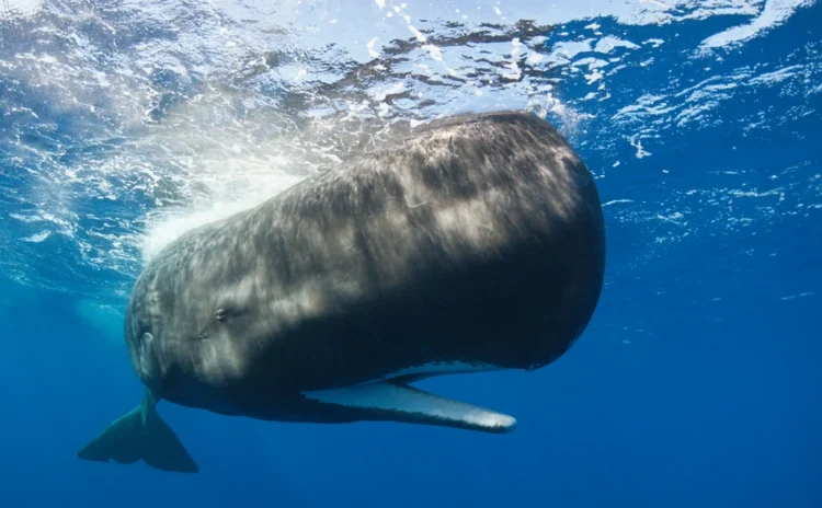 Balinaların dilini çözmüş olabiliriz