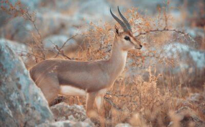Hatay’dan iyi haber: Gazella gazella sayısı artıyor