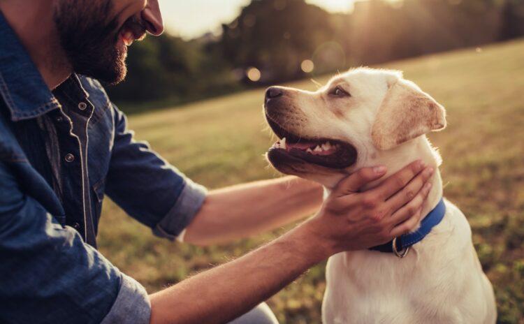 Hollanda’da köpek sahiplenmek isteyenler zorunlu kursa tabi tutulacak