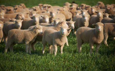Avustralyalı üretici koyunu bedava veriyor, alan yok; bizde ithalat tam gaz