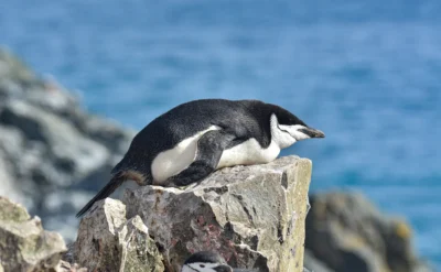 Bir penguen günde kaç defa uyur? Tam 10 bin kere…