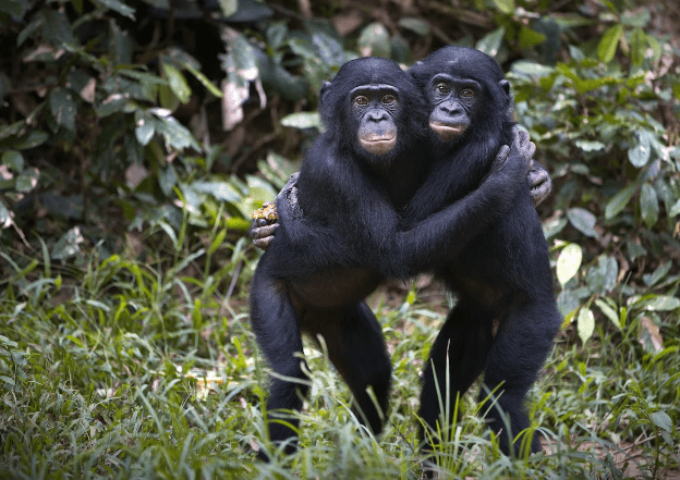 Şempanzelerin zihnine yolculuk: Yakınlarının yüzünü yıllar sonra bile hatırlıyorlar