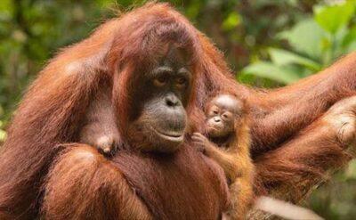 Tayland’a kaçırılan 3 orangutan 7 yıl sonra memleketlerine döndü
