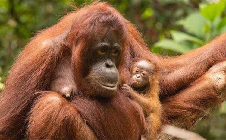 Tayland'a kaçırılan 3 orangutan 7 yıl sonra memleketlerine döndü