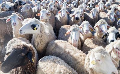 Kızıldeniz gerilimi: Avustralya kıyılarında binlerce koyun ve sığır mahsur kaldı