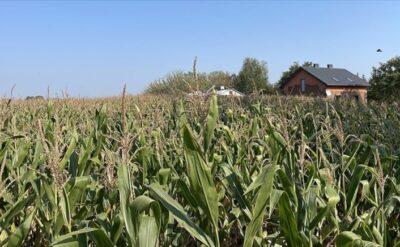 Ukrayna’dan artan ithalat Avrupalı çiftçileri rahatsız etti