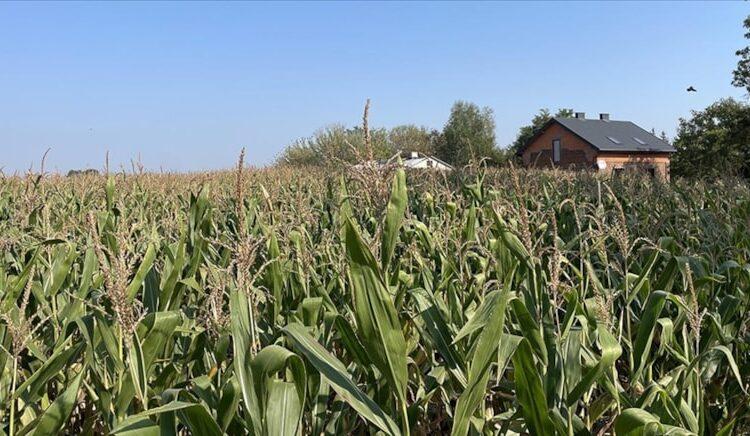 Ukrayna’dan artan ithalat Avrupalı çiftçileri rahatsız etti