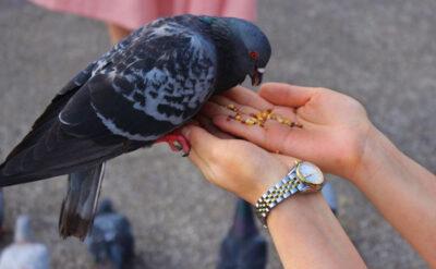 Şehir merkezindeki kuşlar viral tehlike yaratıyor