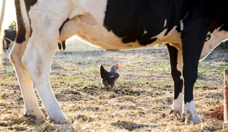 Kasımda toplanan süt miktarı ve beyaz et üretimi azaldı