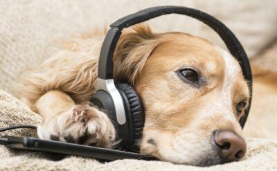 Japon girişimciden kaygılı köpeklere özel müzik