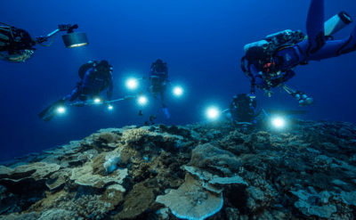 Gelecek denizden toplanan genlerde: Okyanus mantarları penisilinle yarışacak ilacın kaynağı olabilir