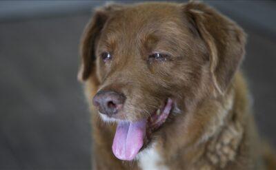 ‘Bunu da yaşamadık’ demeyiz: İdeal mastürbasyondan ‘dolandırıcı’ köpeğe haftanın en tuhaf 10 haberi