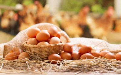 Yumurta fiyatları neden artıyor ve artacak? Cevaplar burada